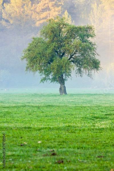 Obraz big green lonely tree on the field at foggy sunrise