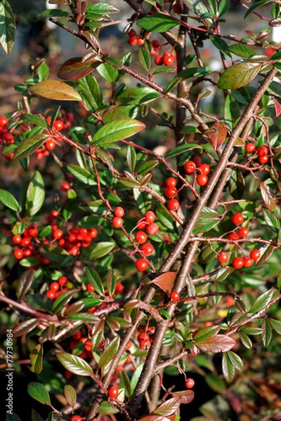 Fototapeta Cotoneaster salicifolius