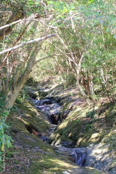 Fototapeta 八丈町天然記念物、こん沢林道甌穴群（ポットホール）
三原山の中腹にあるジャングル地帯。
沢沿いに貴重なポットホール（岩盤を流れる水路にできる穴（くぼみ））地帯、こん沢林道甌穴群がある。
この場所の規模ほどのものは大変貴重で、八丈町の天然記念物に指定されている。

散策路は登山道になっているため、登山の装備が必要。
また、雨天時には水量が増すため危険である。

航路の終点、太平洋の大きな孤島、八丈島