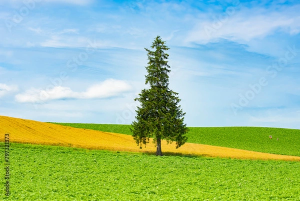Fototapeta Scenic view of Alone famous pine tree "A tree of Christmas tree" and Biei Patchwork landscape in summer, Biei, Hokkaido, Japan