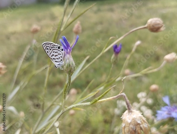 Obraz butterfly on a flower