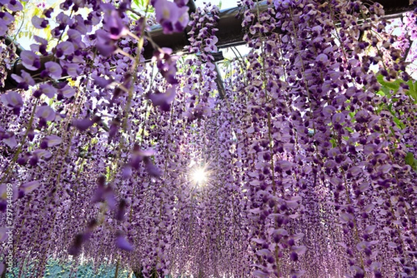 Fototapeta 天王川公園の藤棚