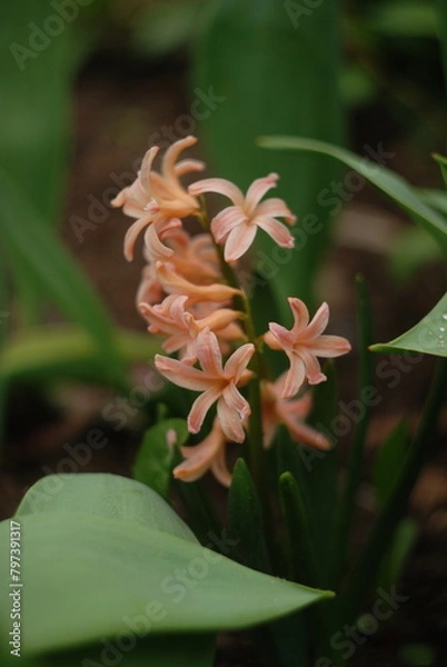 Obraz flowers