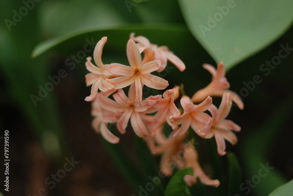 Obraz orange  flower