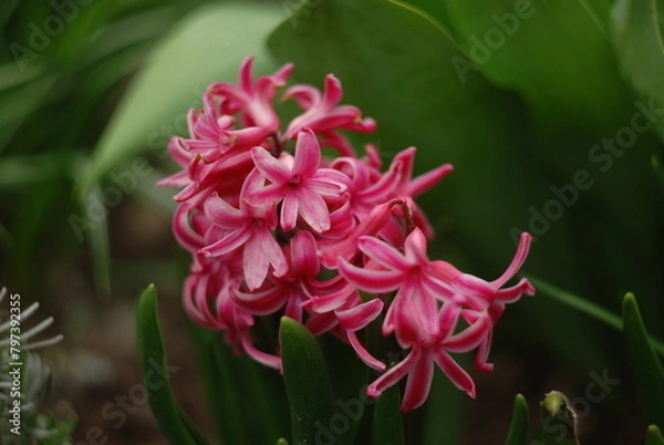 Obraz pink flowers