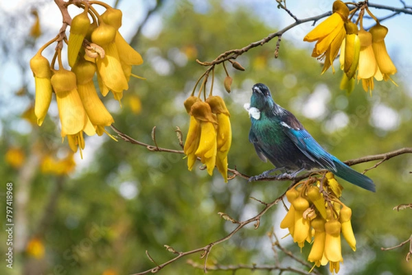 Fototapeta New Zealand native bird Tui is sitting on the branch of kowhai tree