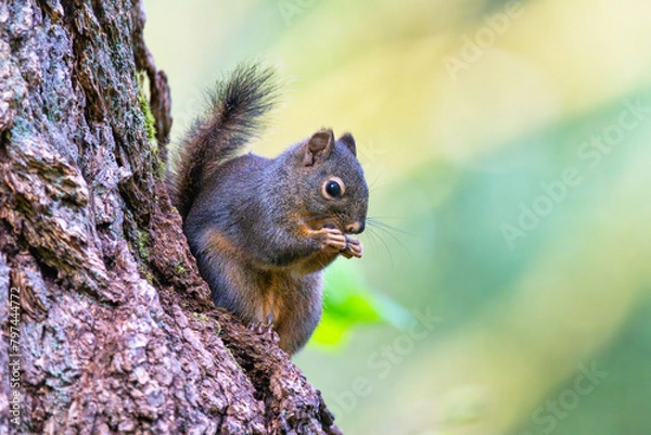 Obraz Douglas pine squirrel