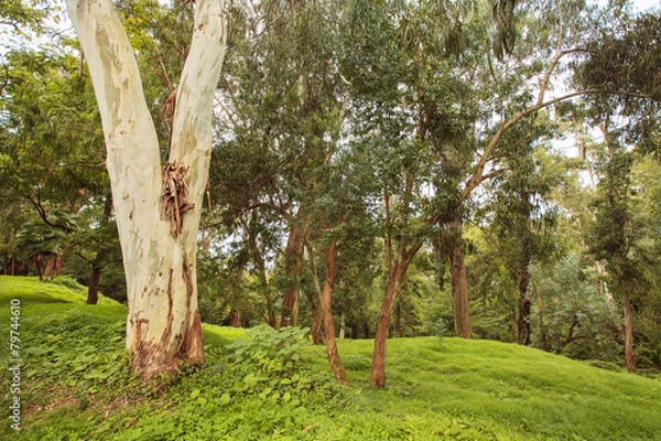 Fototapeta rain-forest