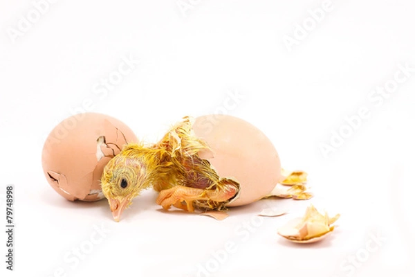 Obraz The chicks were hatch from an egg.
