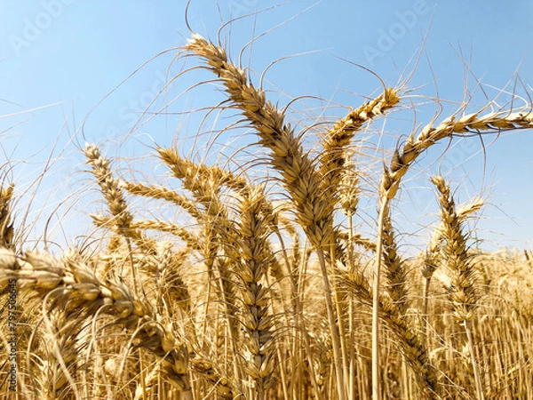 Obraz Ears of wheat, Wheat ready to harvest