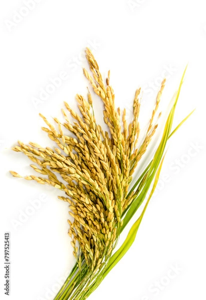 Obraz rice isolated on white background