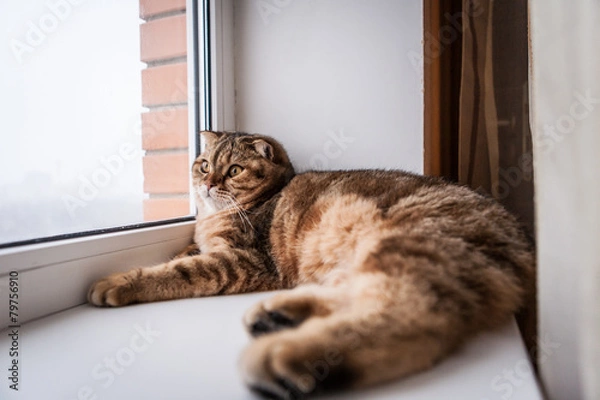 Fototapeta Scottish fold red cat playing