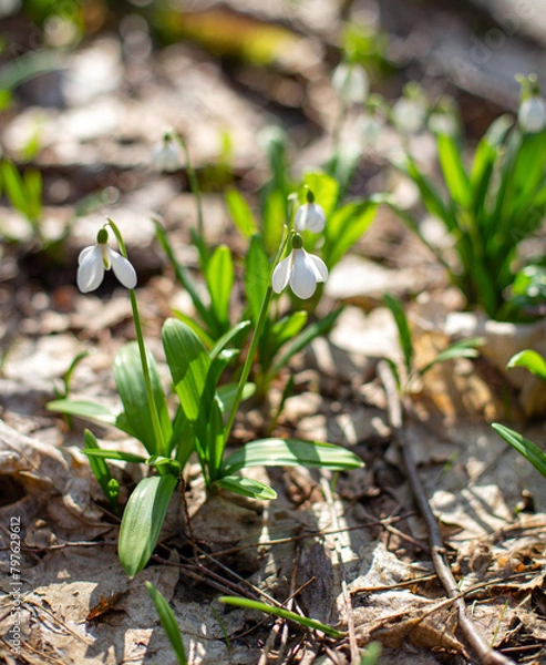 Fototapeta spring snowdrops on a sunny morning in the forest