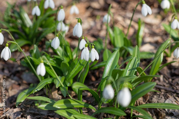 Fototapeta spring snowdrops on a sunny morning in the forest