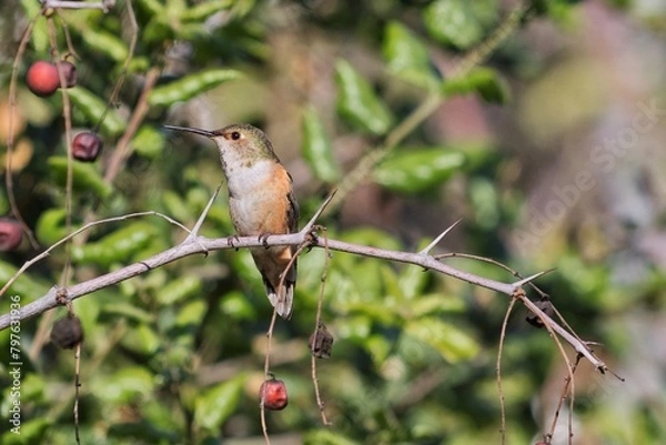 Fototapeta Hummingbird on a branch