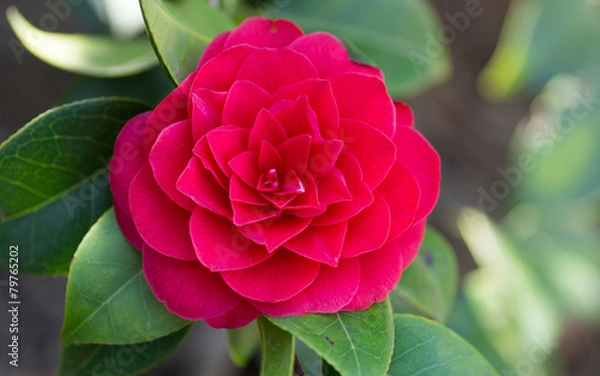 Obraz Fleur rouge de camélia du Japon