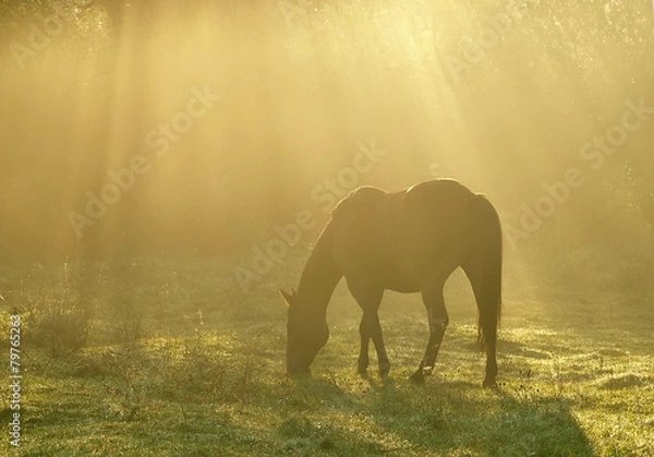 Obraz horse in the morning fog