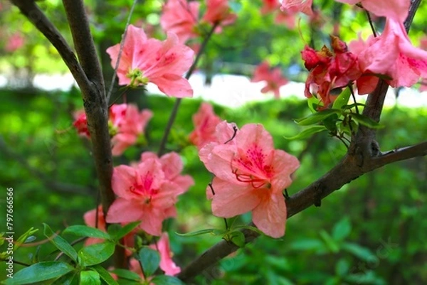 Fototapeta アザレア