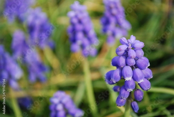 Fototapeta ムスカリの花