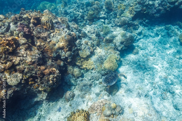 Obraz 素晴らしいサンゴ礁をゆったり泳ぐ大きく美しいタイマイ（絶滅危惧種）（ウミガメ科）。

沖縄県島尻郡座間味村阿嘉島の阿嘉ビーチにて。
2021年4月28日水中撮影。

圧倒的に大規模な素晴らしく美しいサンゴ礁。

Large, beautiful Hawksbill turtle (Eretmochelys imbricata) (endangered species) swimming leisu