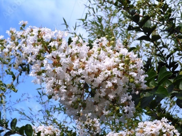 Obraz さるすべり