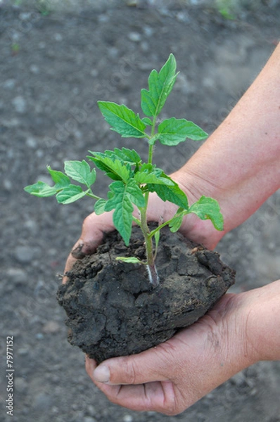 Obraz Life continues