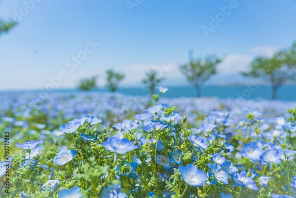 Obraz 舞洲ネモフィラ祭り