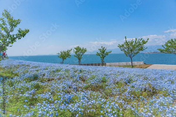 Obraz 舞洲ネモフィラ祭り