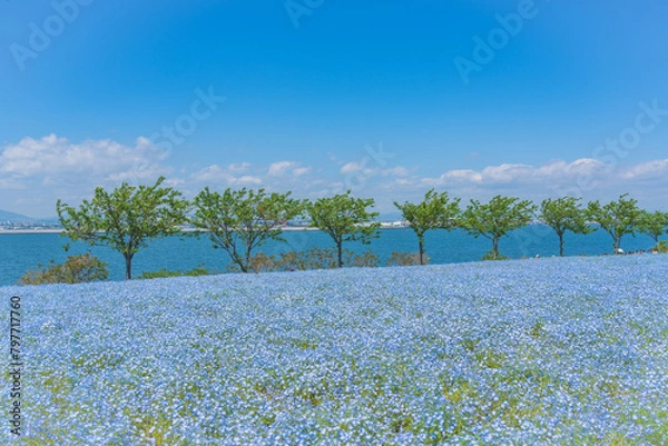 Obraz 舞洲ネモフィラ祭り