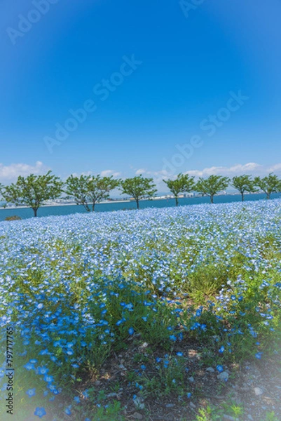 Obraz 舞洲ネモフィラ祭り