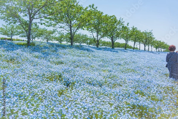 Obraz 舞洲ネモフィラ祭り