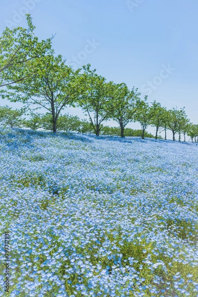 Obraz 舞洲ネモフィラ祭り