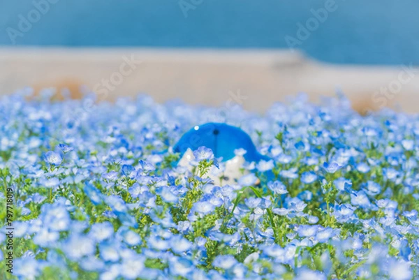 Obraz 舞洲ネモフィラ祭り