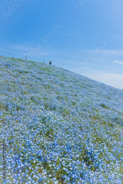 Obraz 舞洲ネモフィラ祭り