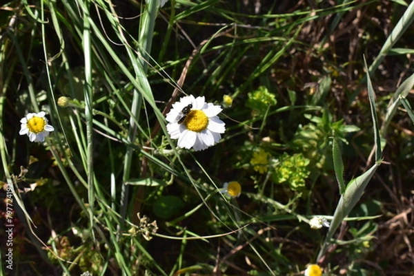 Fototapeta CHAMOMILE