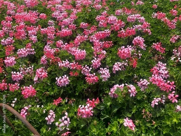 Obraz Pelargonium sp. flor de jardín