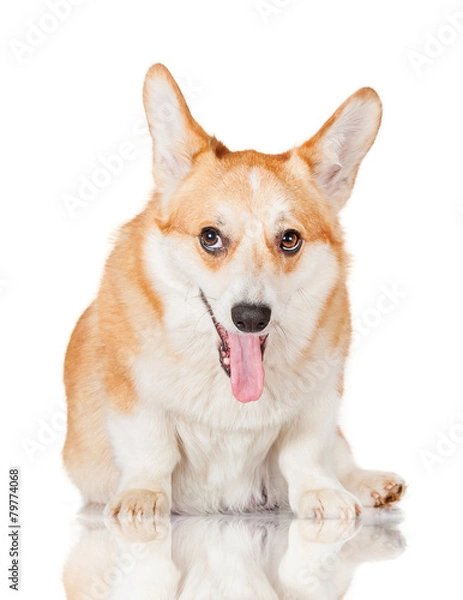 Fototapeta Pembroke welsh corgi with funny face