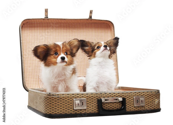 Fototapeta two puppies