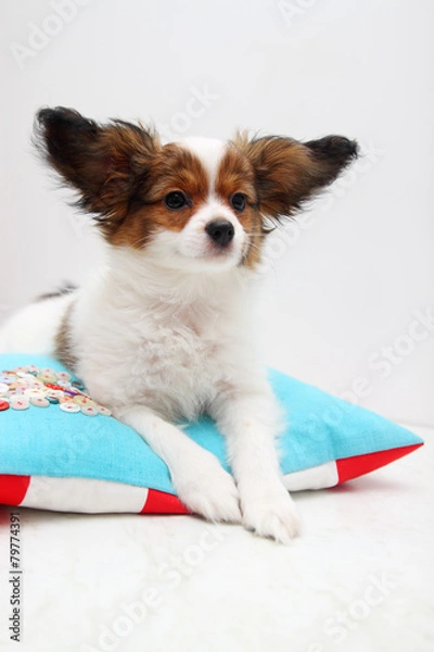 Fototapeta papillon lying on a pillow