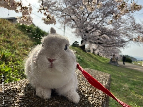 Obraz ペットのうさぎと河川敷でお花見