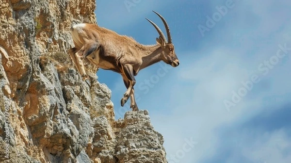 Fototapeta Mountain goat deftly climbs a sheer cliff against a clear sky.