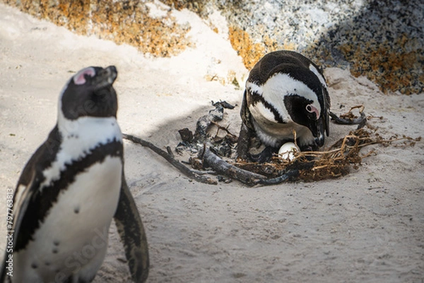 Obraz Penguin pair guarding nest, tranquil Boulders Bay scene