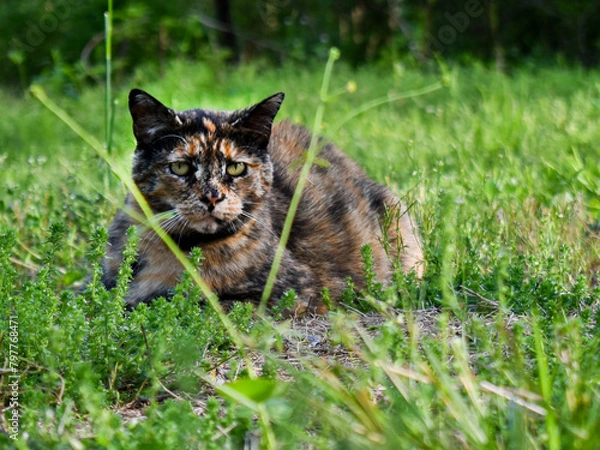 Obraz cat in the grass