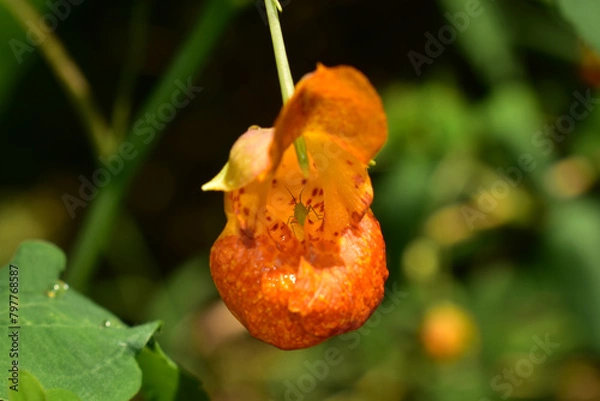 Obraz close up insect in tiny orange flower