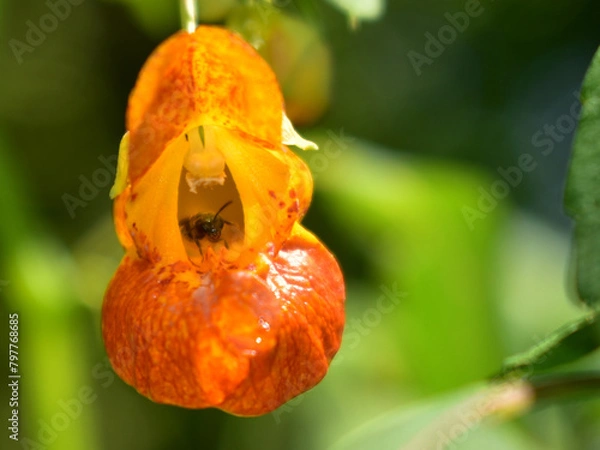 Obraz insect in orange flower bud