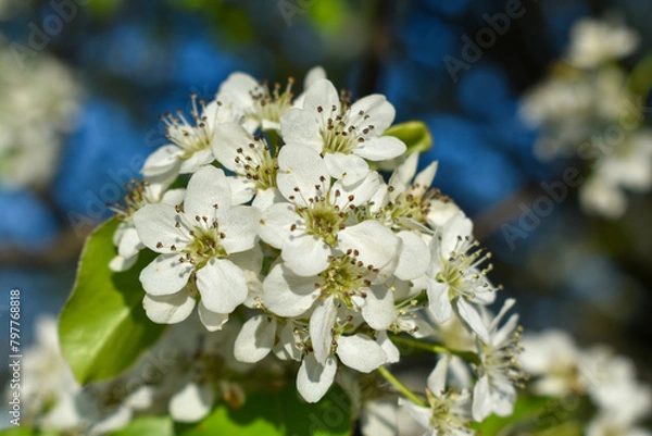 Obraz tree blossom