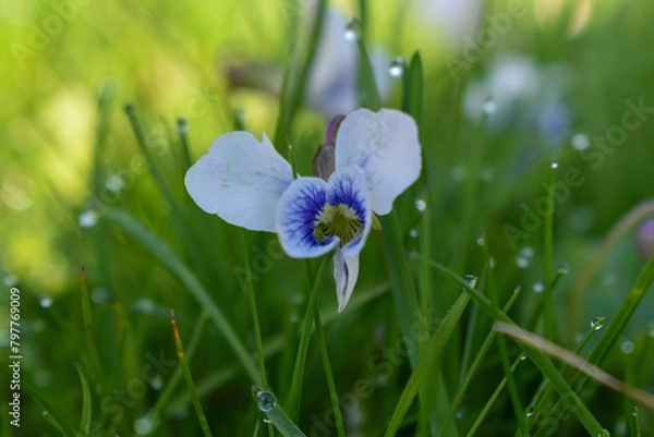 Obraz blue iris flower