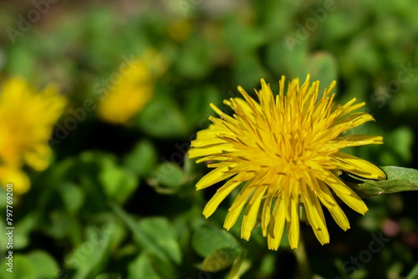 Obraz yellow dandelion flower