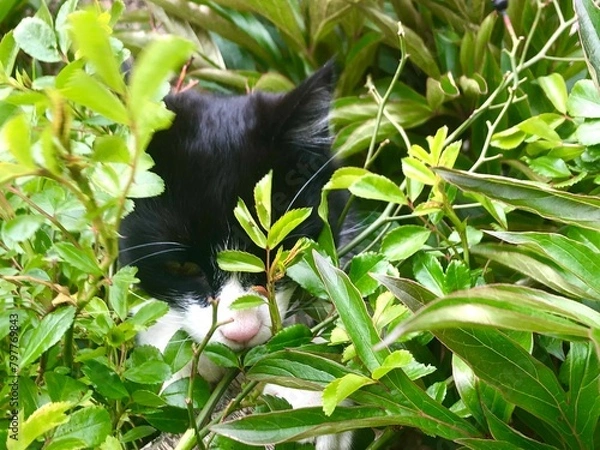Fototapeta Chat caché dans les fourrés