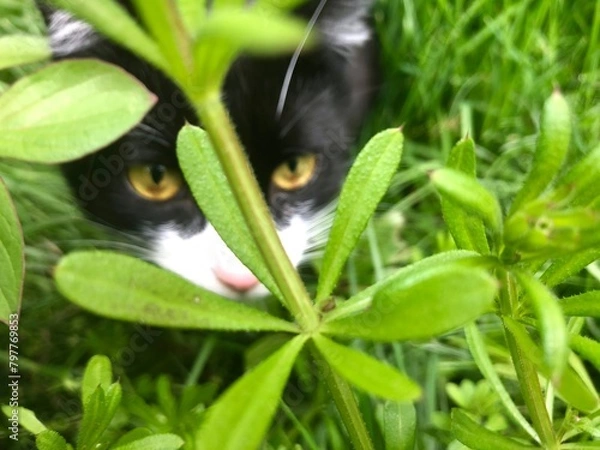 Obraz Chaton caché dans l'herbe